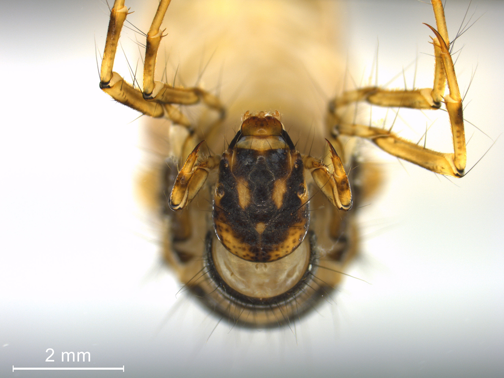 Limnephilus politus